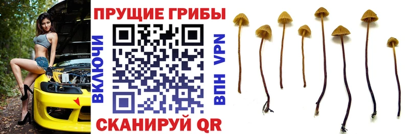 Псилоцибиновые грибы Psilocybe Купить где Новодвинск